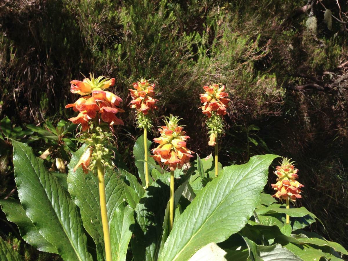 Blooming Botanic Houses Estreito Da Calheta エクステリア 写真