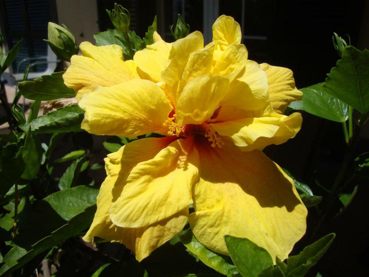 Blooming Botanic Houses Estreito Da Calheta エクステリア 写真