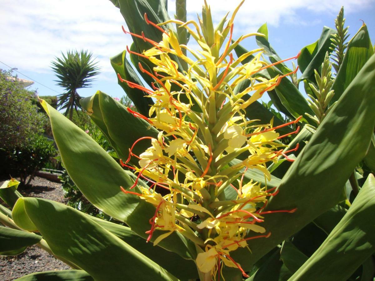 Blooming Botanic Houses Estreito Da Calheta エクステリア 写真