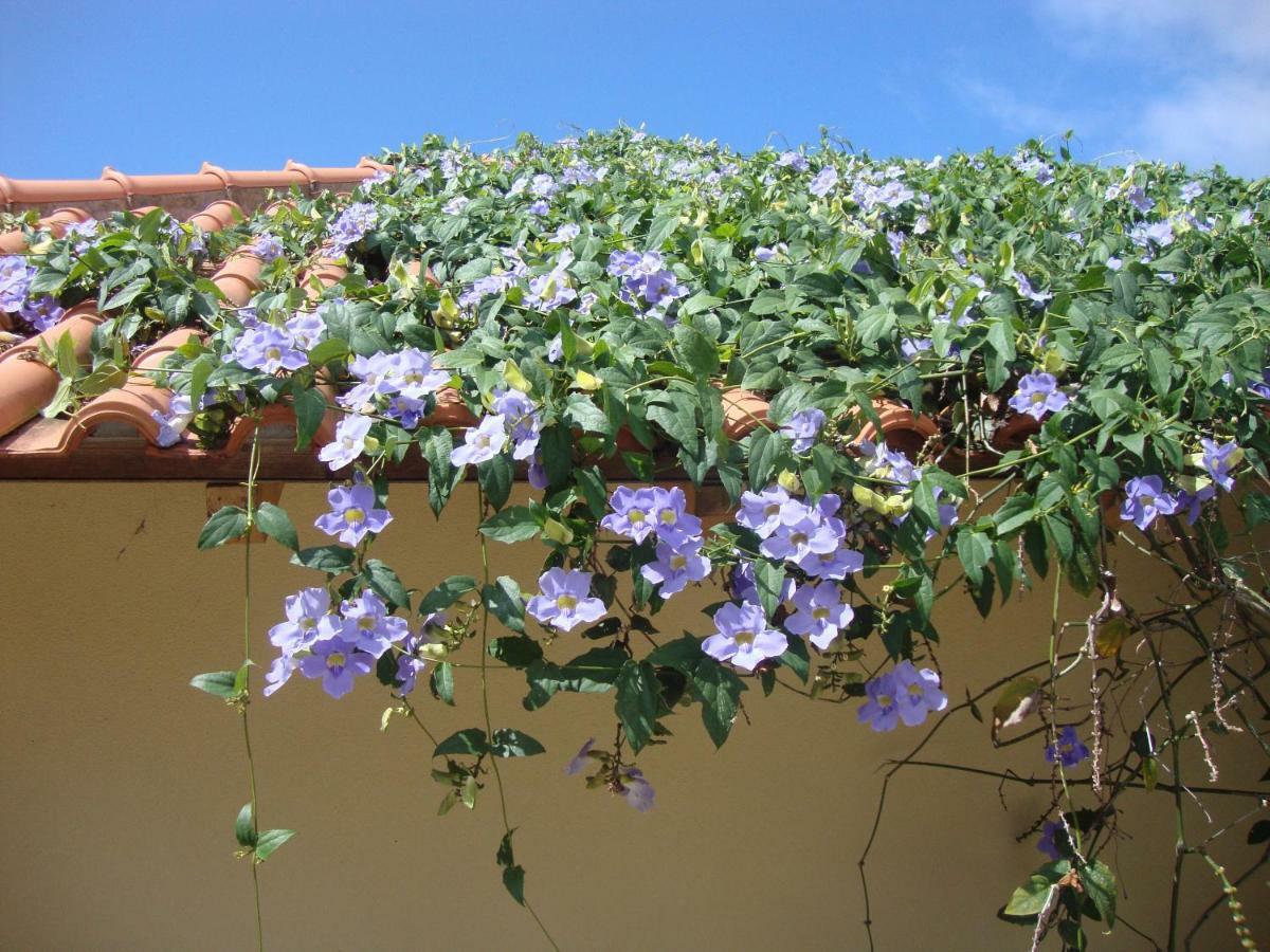 Blooming Botanic Houses Estreito Da Calheta エクステリア 写真